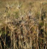 Hordeum geniculatum