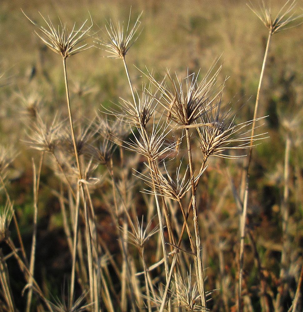 Изображение особи Hordeum geniculatum.