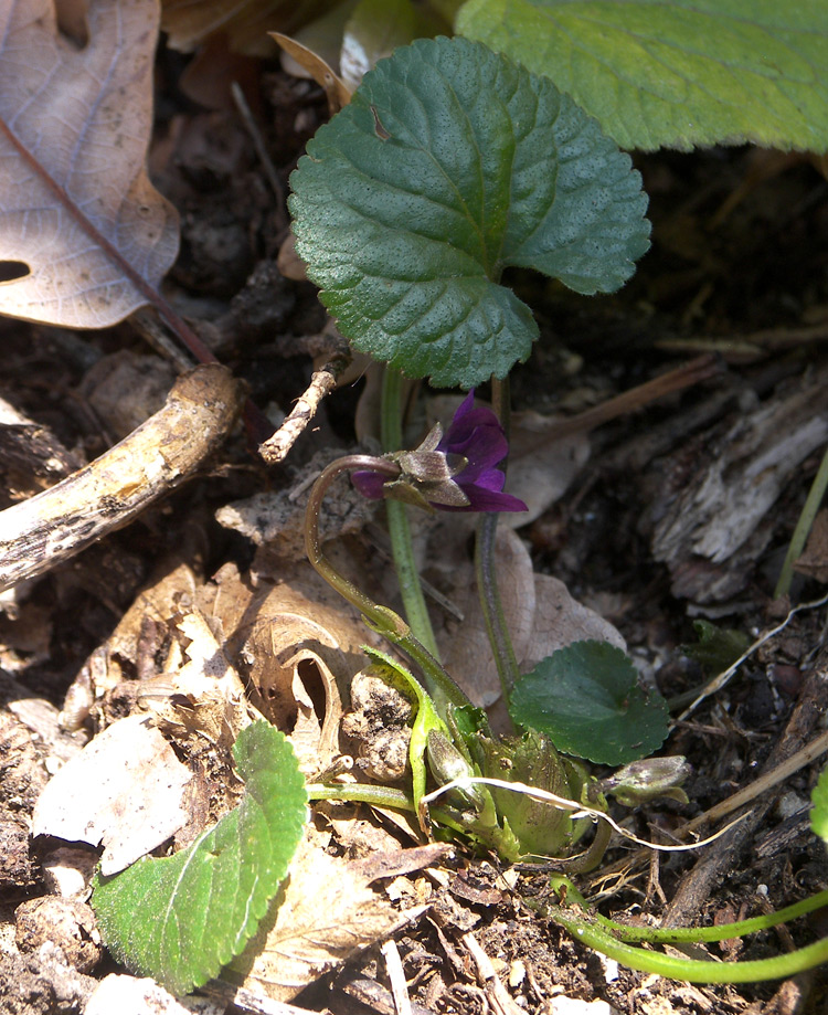 Image of Viola wiedemannii specimen.