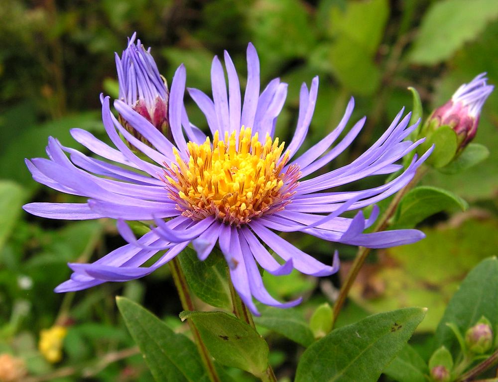 Image of Aster maackii specimen.