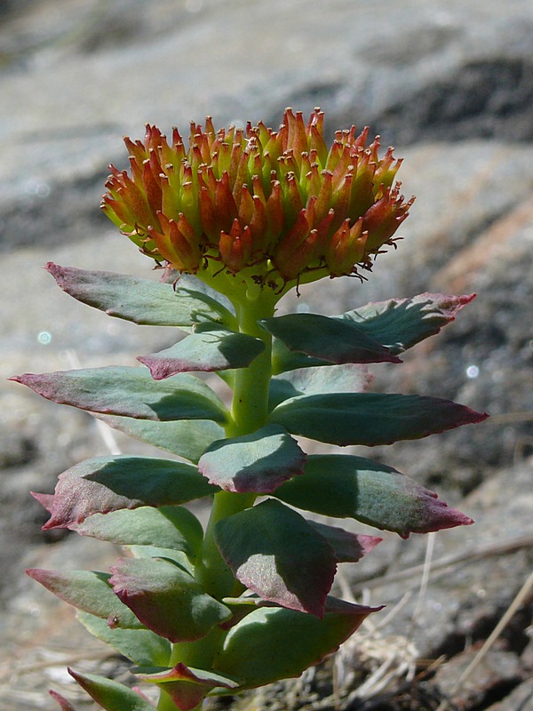 Image of Rhodiola rosea specimen.