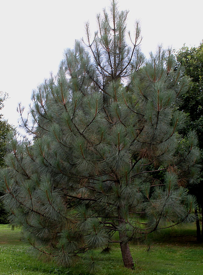 Изображение особи Pinus coulteri.