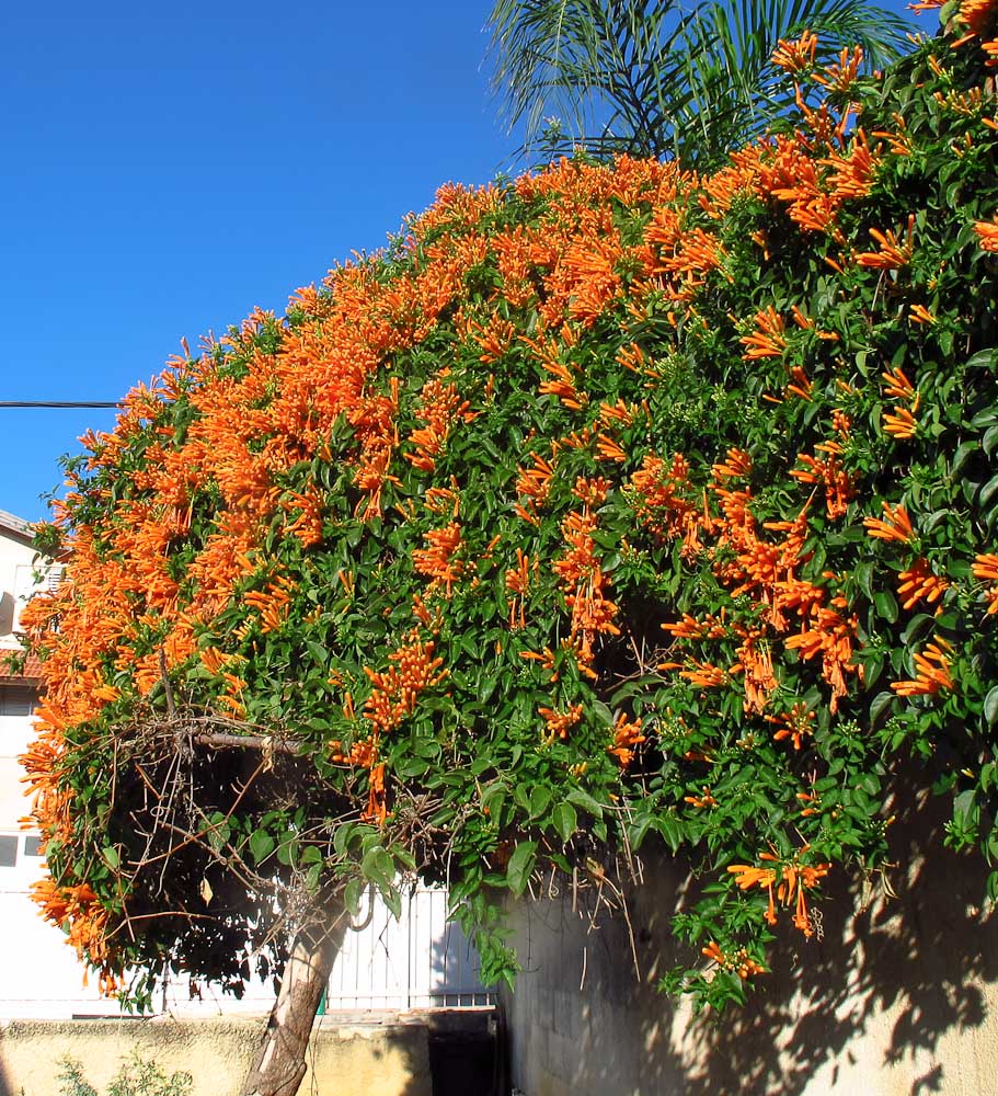 Image of Pyrostegia venusta specimen.