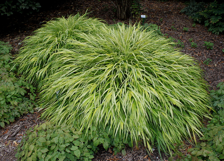 Изображение особи Hakonechloa macra.