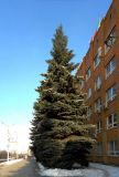 Picea pungens форма glauca. Взрослое растение с шишками. Московская обл., Павловский Посад, пл. Революции, в культуре. 01.02.2014.