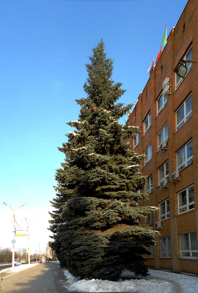 Image of Picea pungens f. glauca specimen.