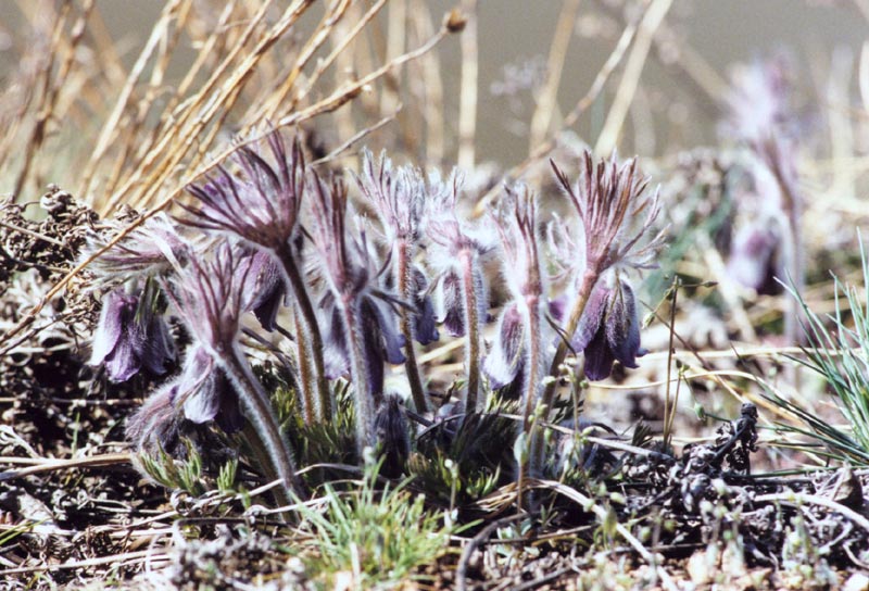 Изображение особи Pulsatilla bohemica.