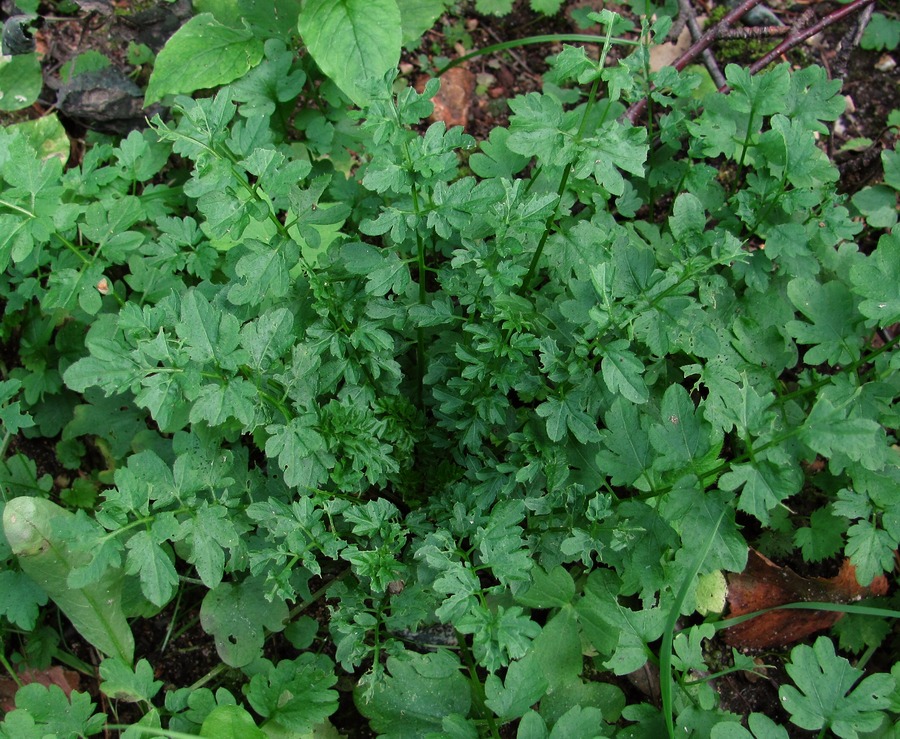 Image of Cardamine impatiens specimen.