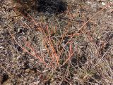 Ephedra distachya. Вегетирующее растение на выжженном участке. Украина, Запорожский р-н, Дурная балка, разнотравная степь. 15.03.2014.