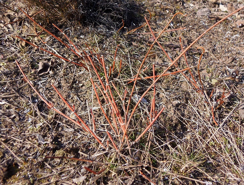 Image of Ephedra distachya specimen.