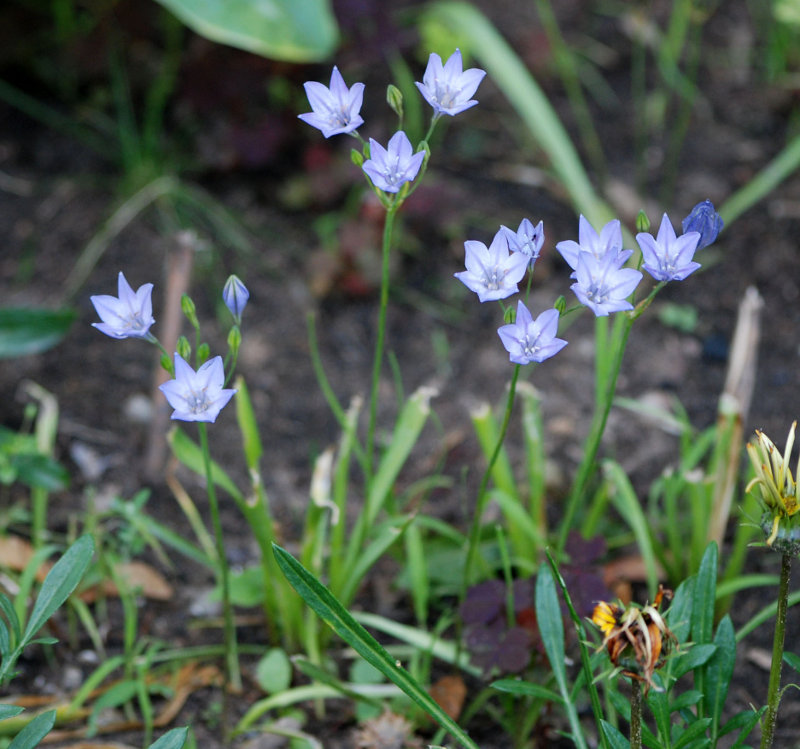 Изображение особи Triteleia laxa.