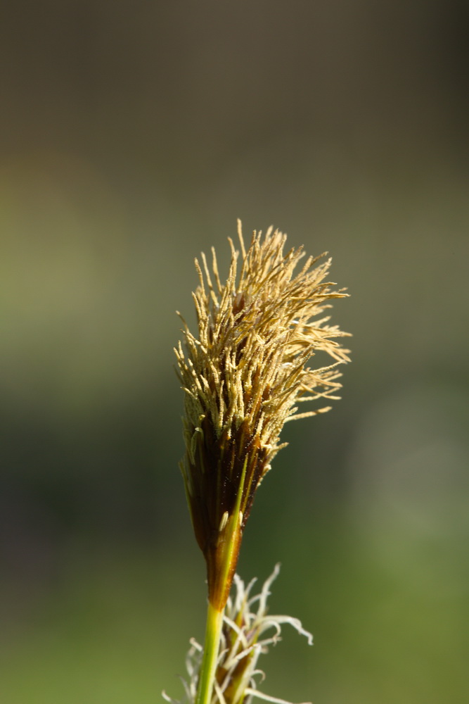 Изображение особи Carex brevicollis.