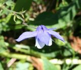 Aquilegia jucunda. Цветок, вид сверху. Восточно-Казахстанская обл., г. Риддер, окр. Малоульбинского вдхр., белок Россыпной, возле Золотой горы, субальпийский луг. 27.07.2008.