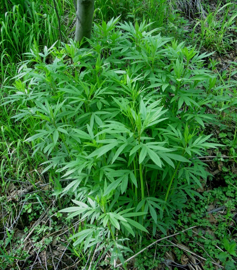 Image of Senecio cannabifolius specimen.