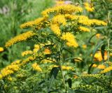 Solidago canadensis. Верхушка цветущего растения. Восточный Казахстан, г. Усть-Каменогорск, клумба у здания. 18.07.2012.