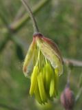 Thalictrum minus