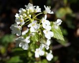 Pachyphragma macrophyllum. Соцветие. Краснодарский край, окрестности Большой Азишской пещеры. 28.04.2013.