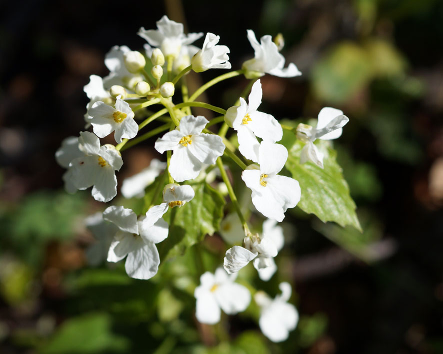 Изображение особи Pachyphragma macrophyllum.