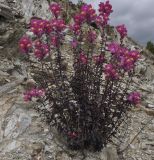 Antirrhinum majus. Цветущее растение. Греция, Халкидики. 15.05.2014.