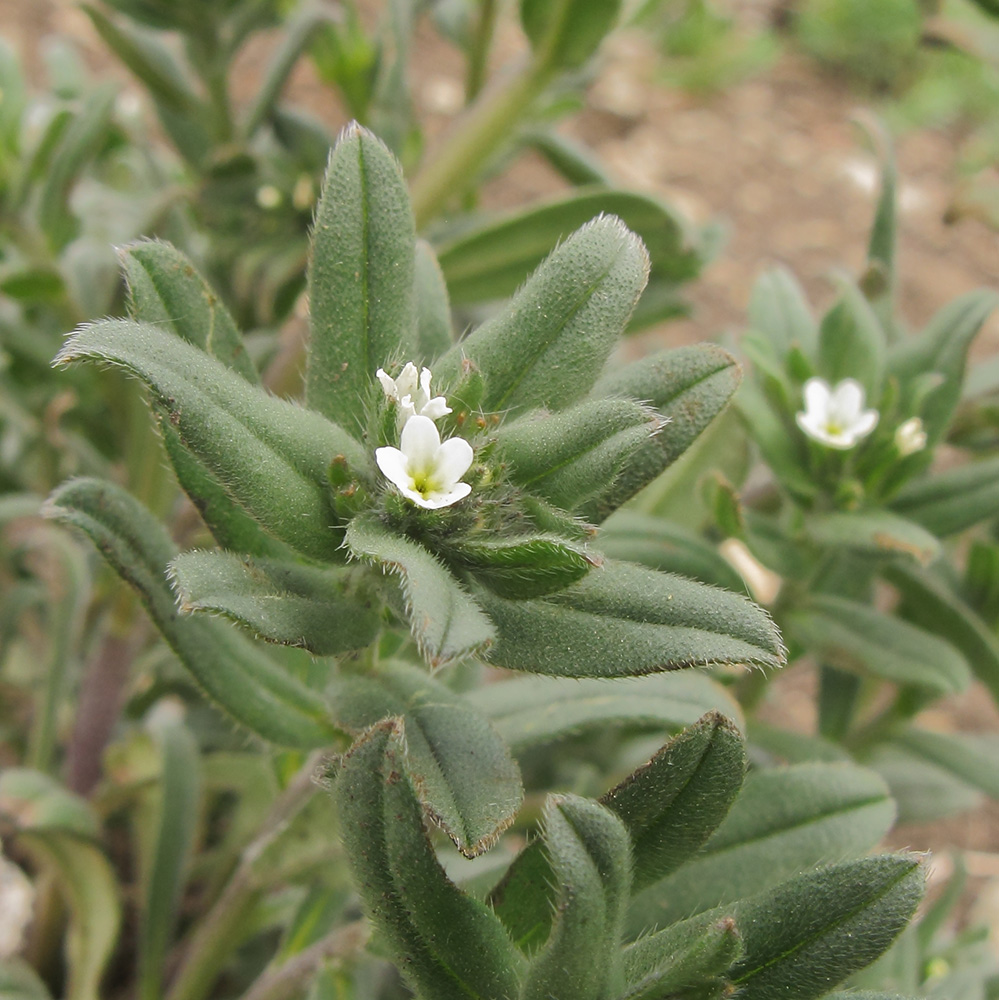 Image of Buglossoides arvensis specimen.