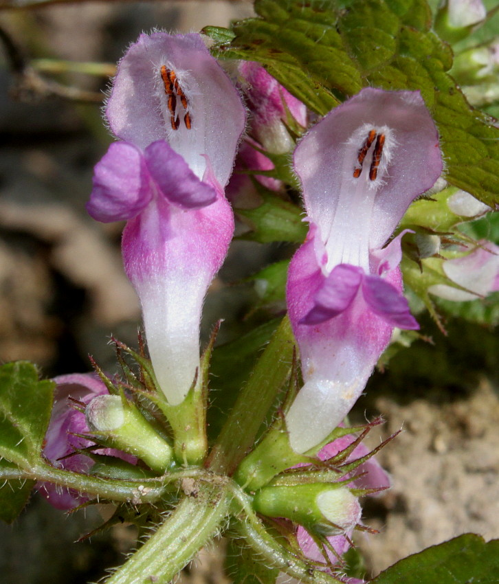 Image of Lamium maculatum specimen.