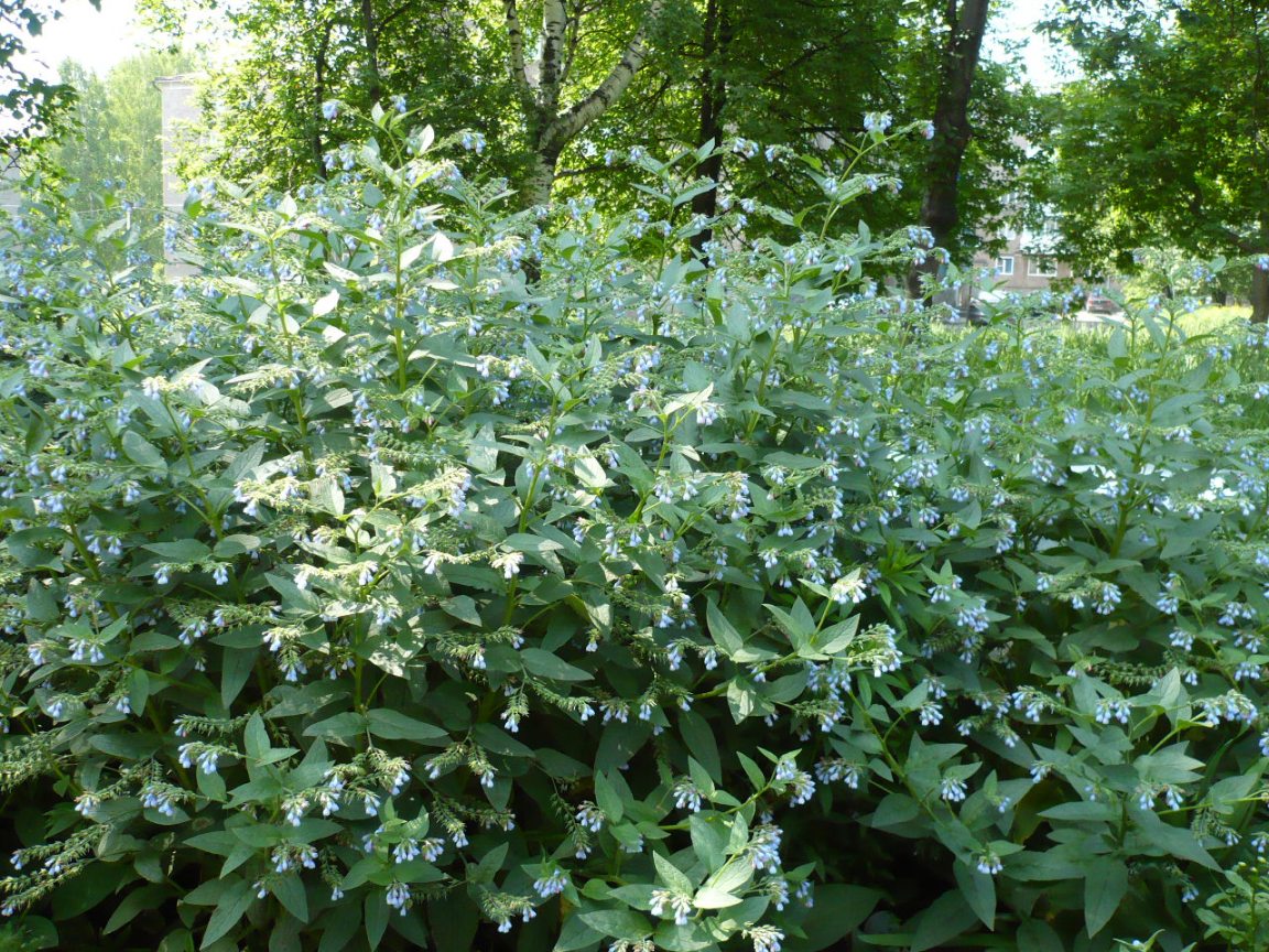 Изображение особи Symphytum caucasicum.