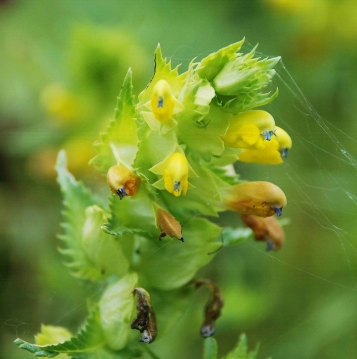 Image of Rhinanthus songaricus specimen.