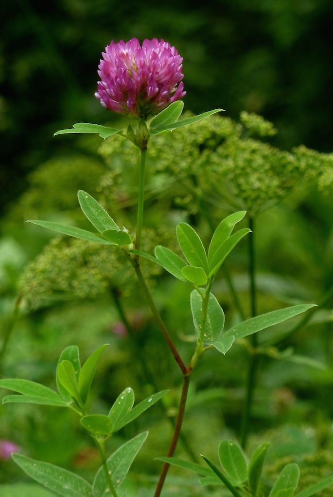 Изображение особи Trifolium medium.