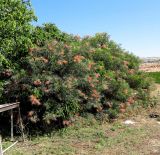 Grevillea banksii