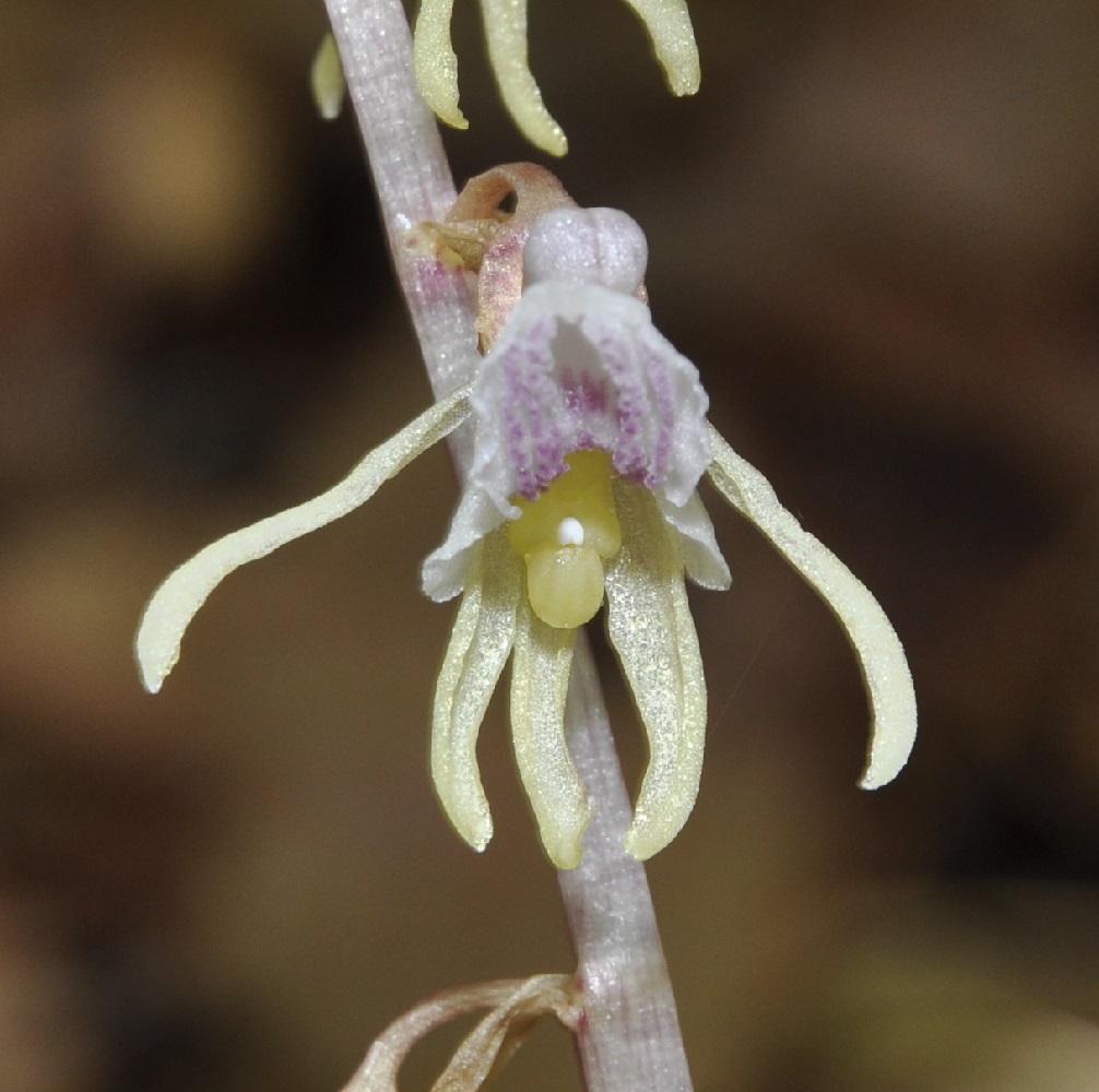 Image of Epipogium aphyllum specimen.