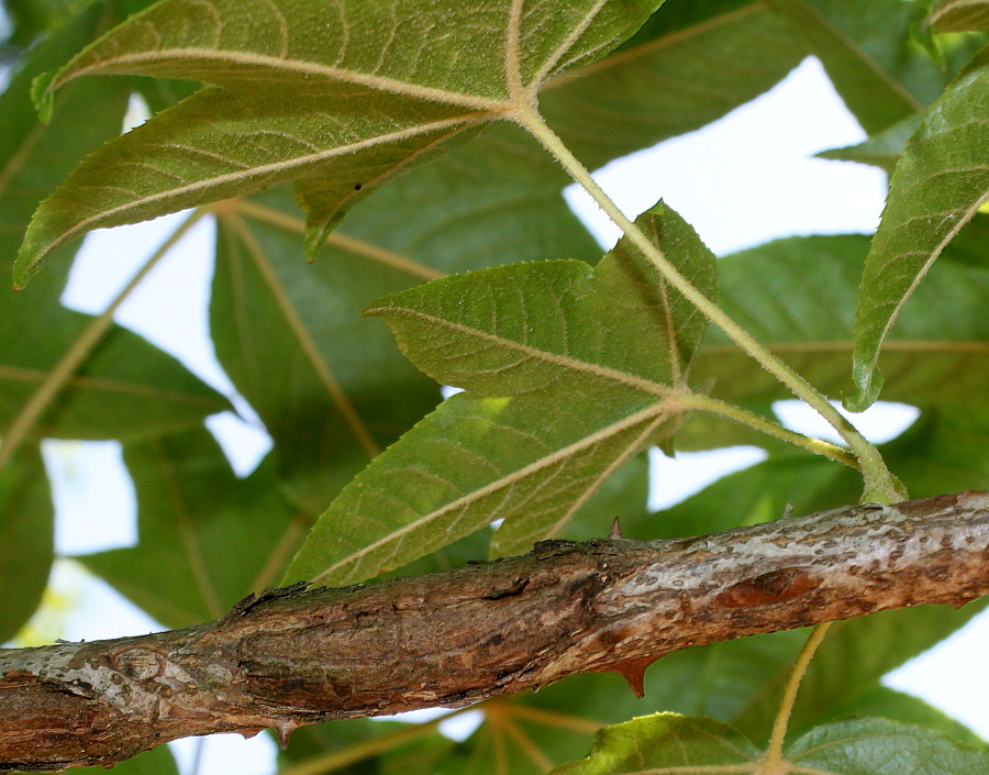 Image of Kalopanax septemlobus specimen.