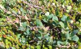 Vaccinium uliginosum подвид microphyllum. Стелющееся растение с крупными листьями. Кольский п-ов, Восточный Мурман, пос. Дальние Зеленцы, мыс Аварийный. 22.07.2009.