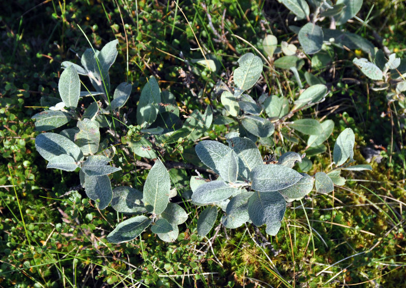 Image of Salix lanata specimen.