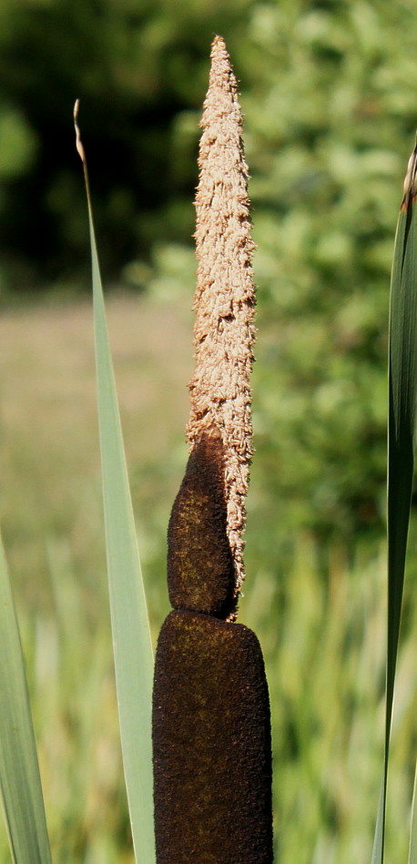 Изображение особи Typha latifolia.