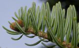 Abies alba. Верхушка побега с почками (видна нижняя сторона хвоинок). Германия, г. Дюссельдорф, Ботанический сад университета. 05.09.2014.