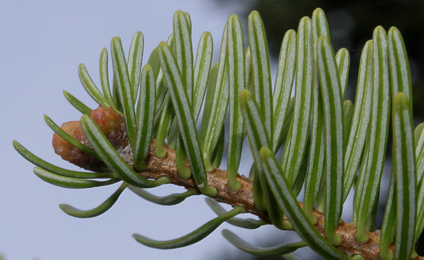 Image of Abies alba specimen.