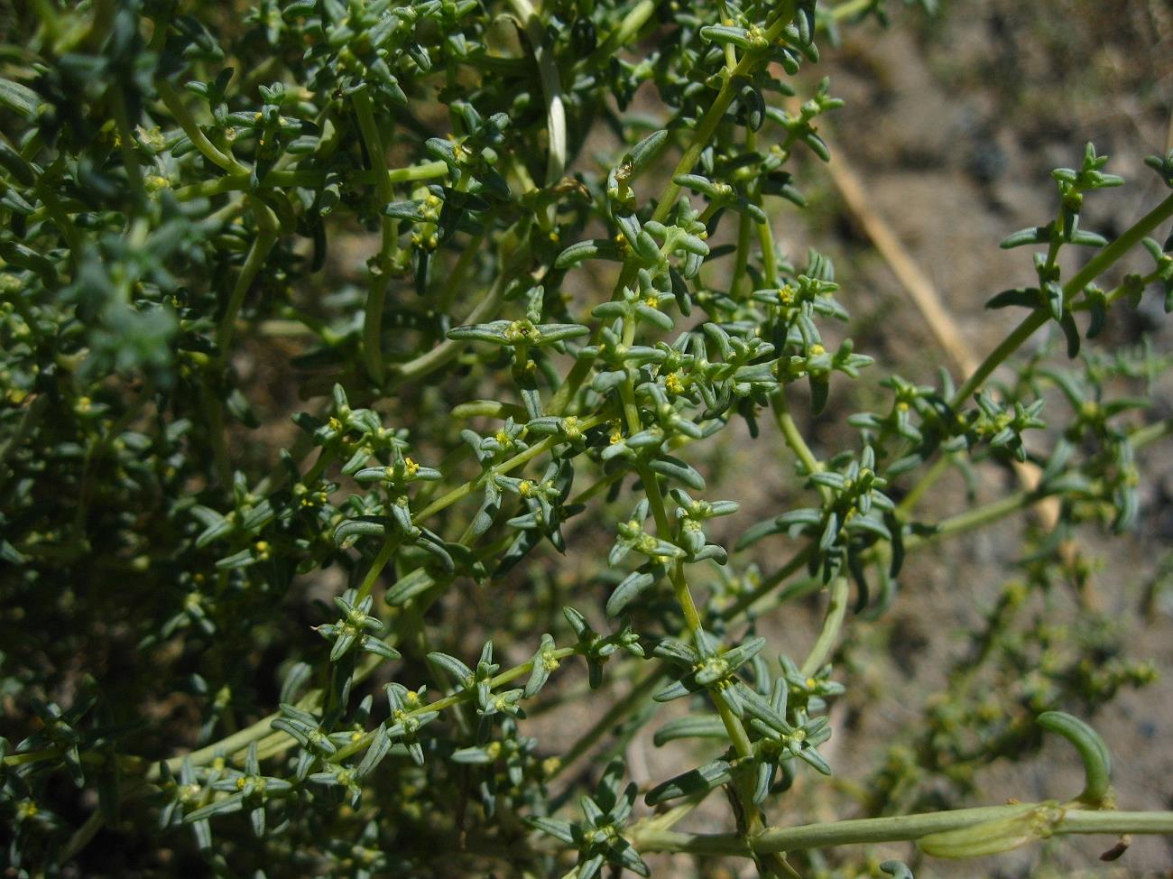 Image of Seidlitzia florida specimen.