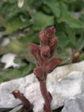 genus Orobanche