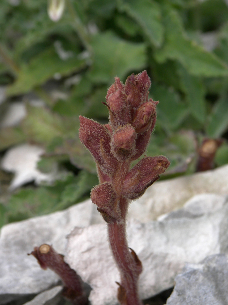 Image of genus Orobanche specimen.