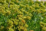 Crithmum maritimum. Соплодия и листья. Крым, Ленинский р-н, Опукский заповедник. 13.09.2014.