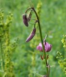 Lilium pilosiusculum. Верхушка растения с цветком и бутонами. Иркутская обл., западное побережье Байкала, окр. базы \"Чара\", пойма руч. Хорга 03.07.2014.