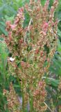 Rumex acetosa