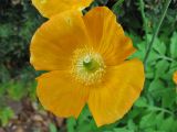 Papaver cambricum