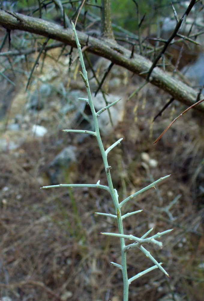 Image of Calicotome villosa specimen.