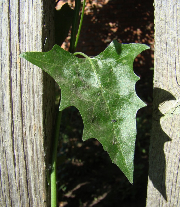 Изображение особи Atriplex sagittata.