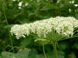 Heracleum lanatum