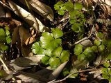 Coptis trifolia