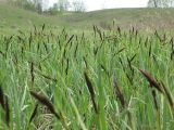 Carex riparia. Заросли расцветающих растений в низине. Пензенская область, Спасский район, с. Ново-Зубово, лес Частый. 19.05.2007.