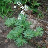 Anemonastrum sibiricum