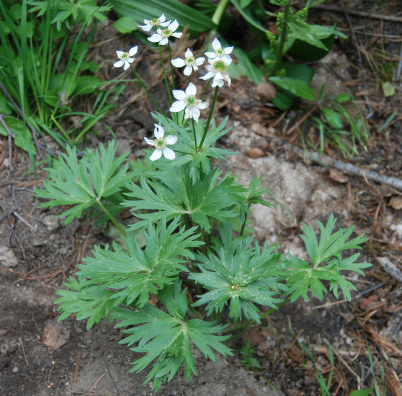 Image of Anemonastrum sibiricum specimen.